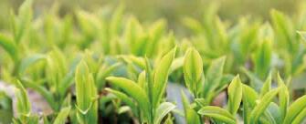 廣西西林京桂古道茶業(yè)公司怎么樣？是國企嗎？和廣西農(nóng)墾集團(tuán)啥關(guān)系？